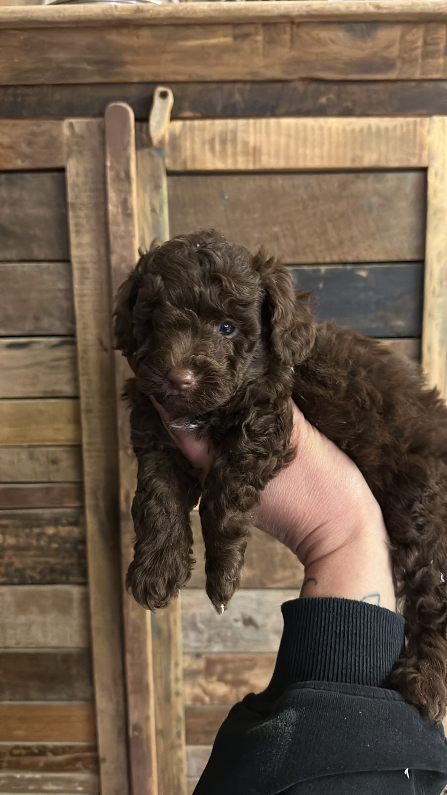 Toy x dwerg poedel pup choco, Poedel, Nederland, Reu, CDV (hondenziekte)