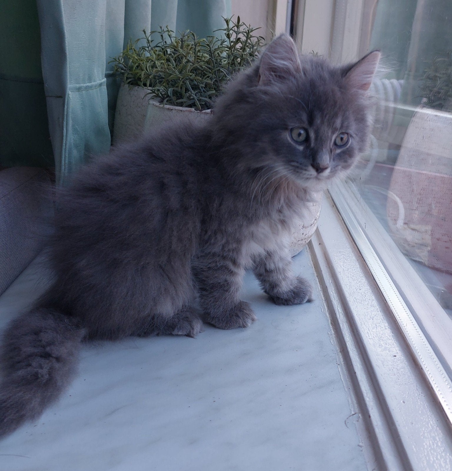 Britse korthaar/langhaar kitten katertje, Dieren en Toebehoren, Kater, 0 tot 2 jaar