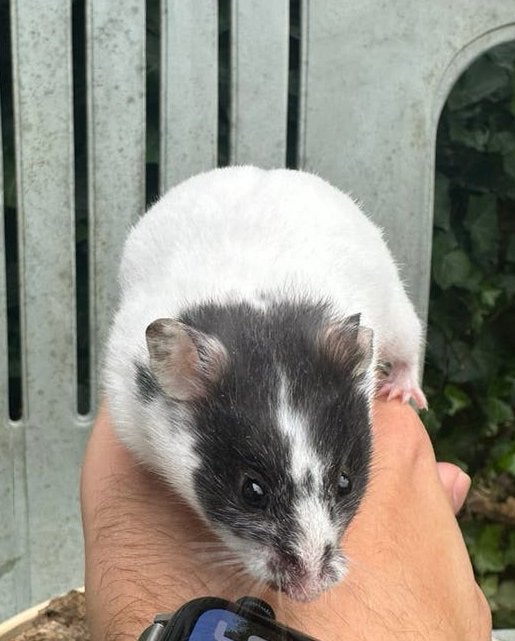 Tamme goudhamster (8weken) te koop! (Syrische hamster), Dieren en Toebehoren, Knaagdieren, Hamster, Juni, Vrouwelijk, Tam