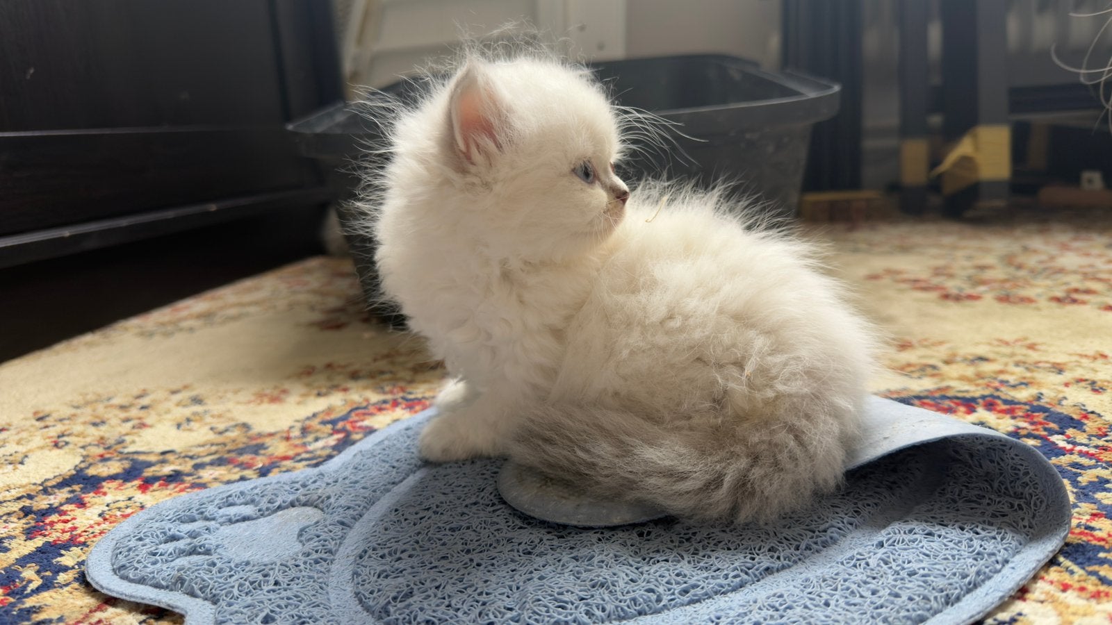 Britse Langhaar kittens – Puur ras, Dieren en Toebehoren, Meerdere dieren