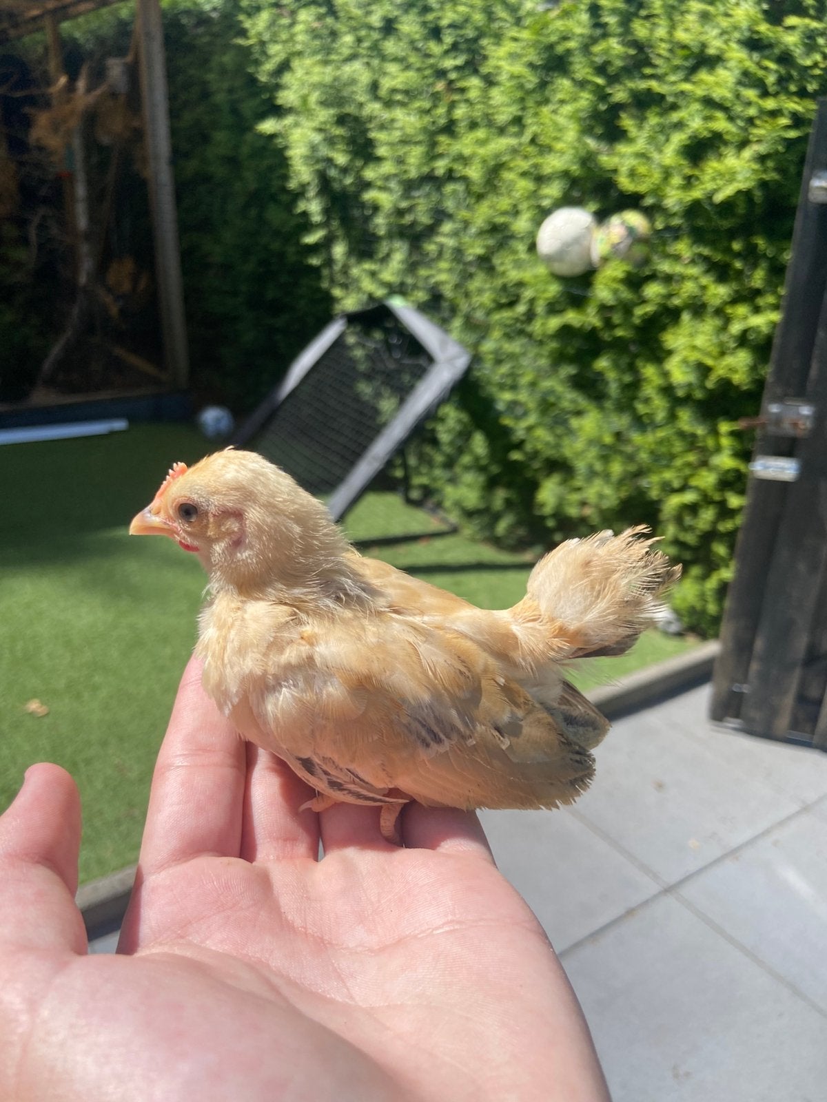 Serama haantje gladveer kans split zijdeveer, Dieren en Toebehoren, Pluimvee, Mannelijk, Kip