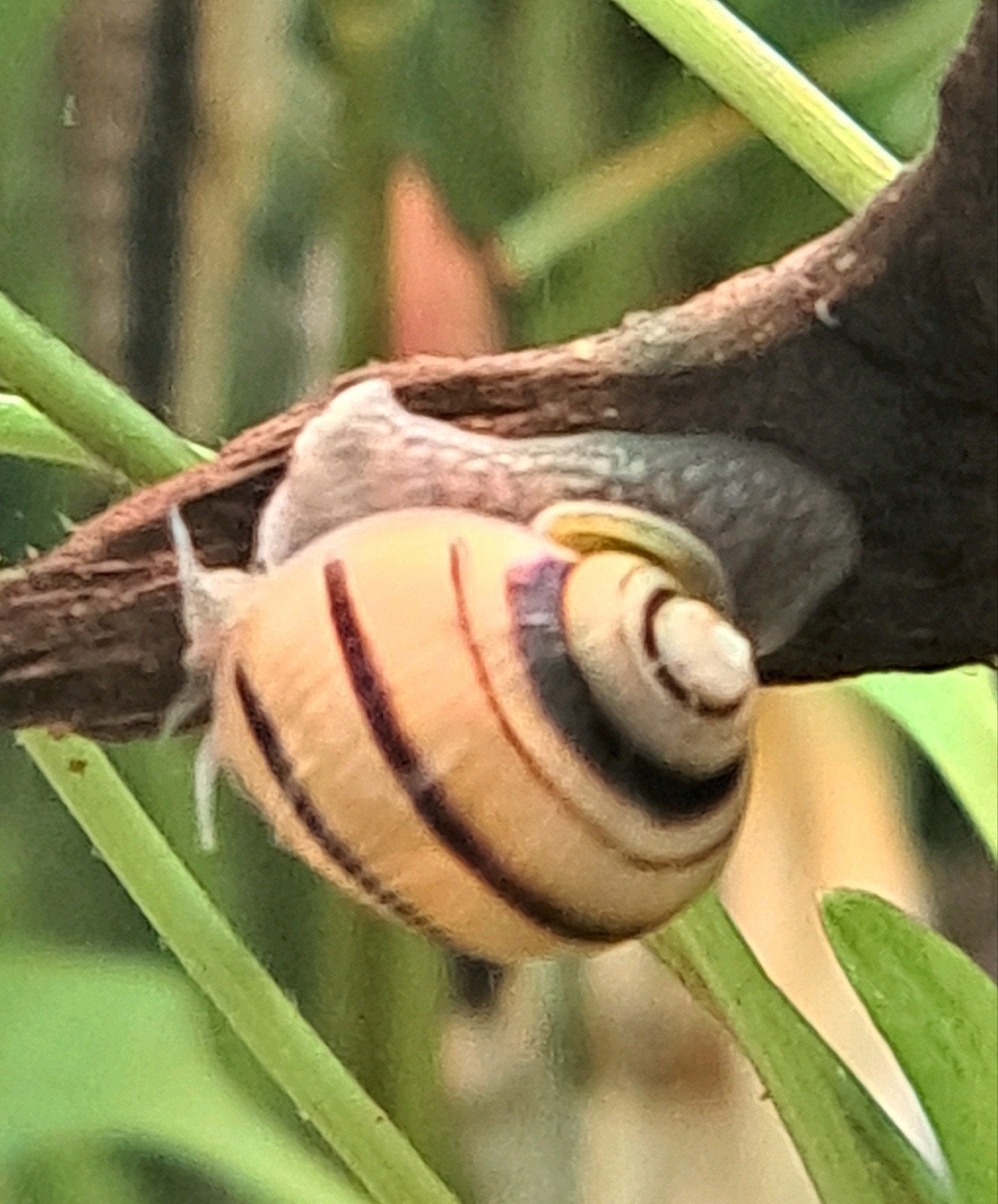 asolene spixii, Dieren en Toebehoren, Vis