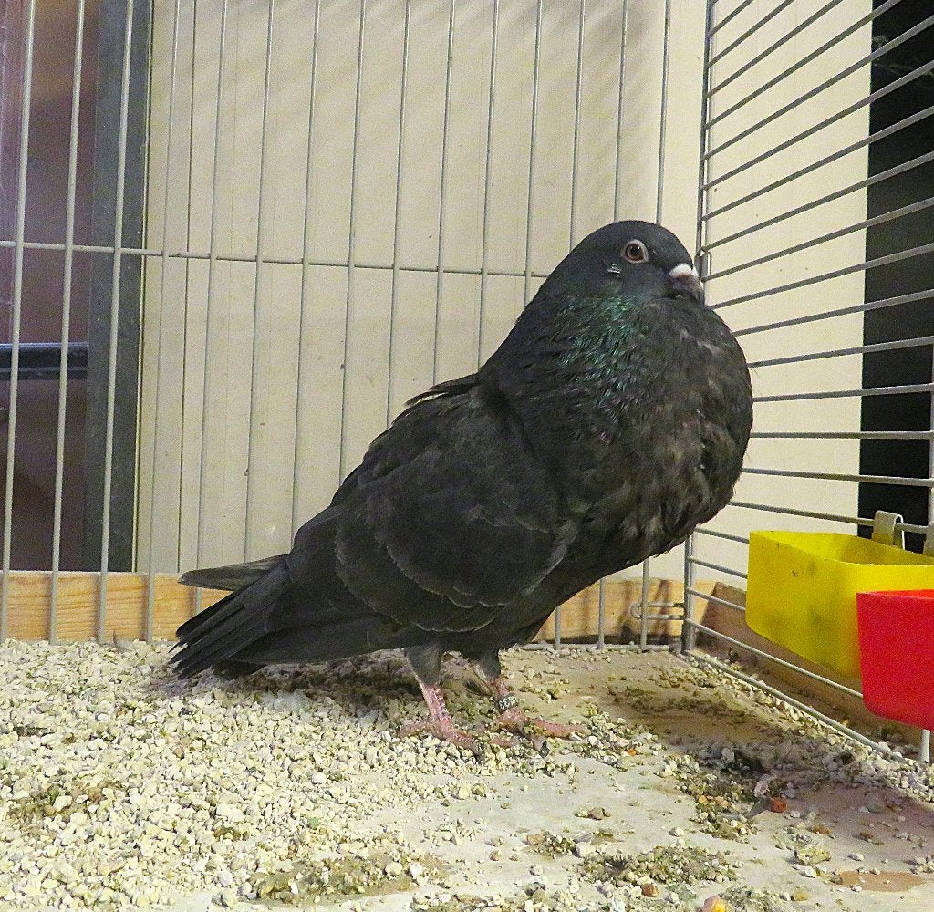 Jonge Gaditano kroppers, Dieren en Toebehoren, Meerdere dieren, Kropper