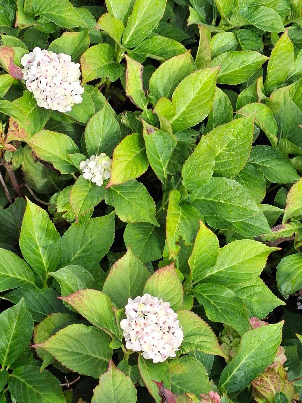 Hortensia's -  struiken voor uw tuin, Tuin en Terras, Vaste plant, Halfschaduw, Zomer, Ophalen