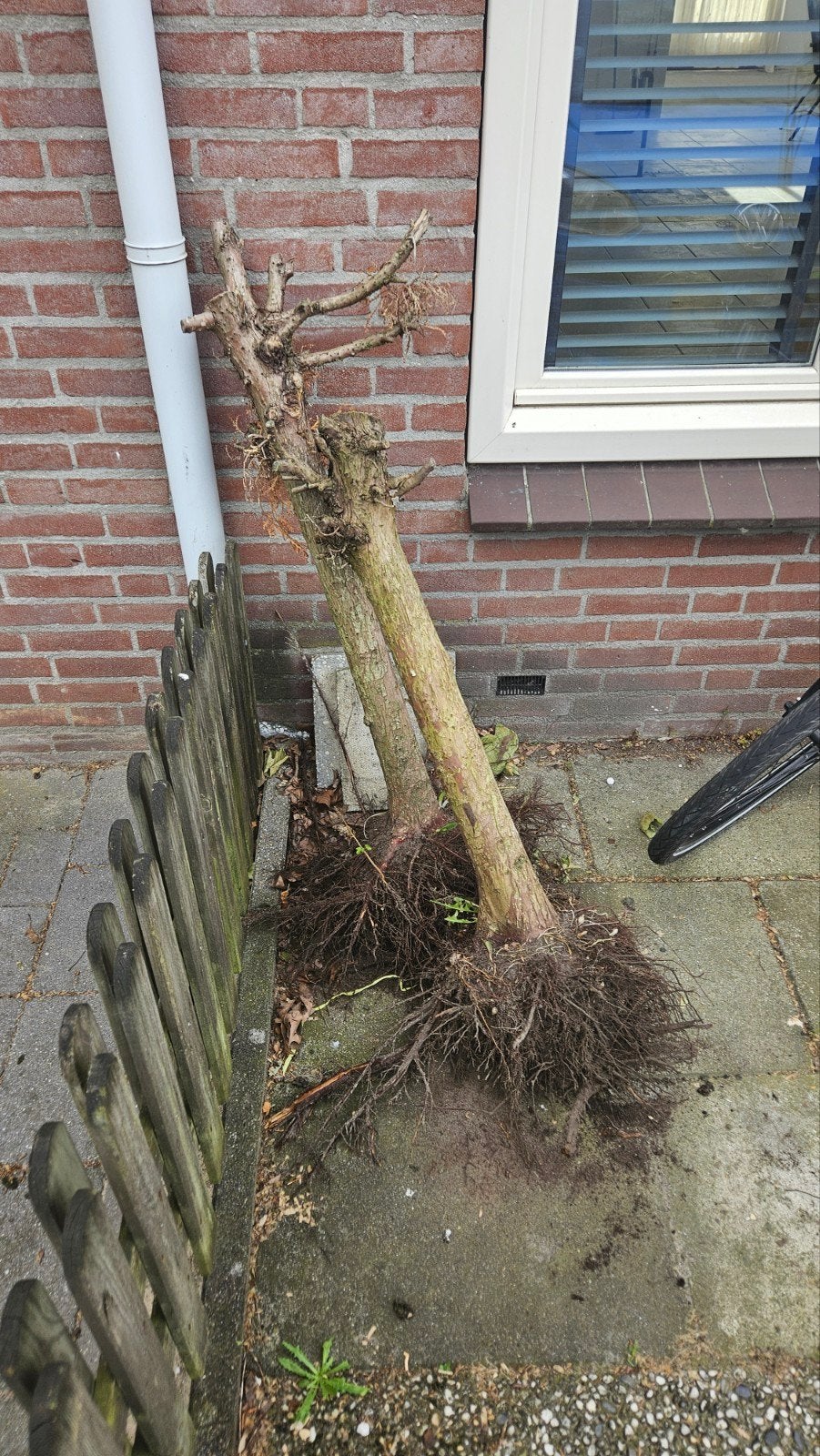 Dode boompjes, ideaal als brandhout, Tuin en Terras, Planten | Bomen, Ophalen, Overige soorten, 100 tot 250 cm