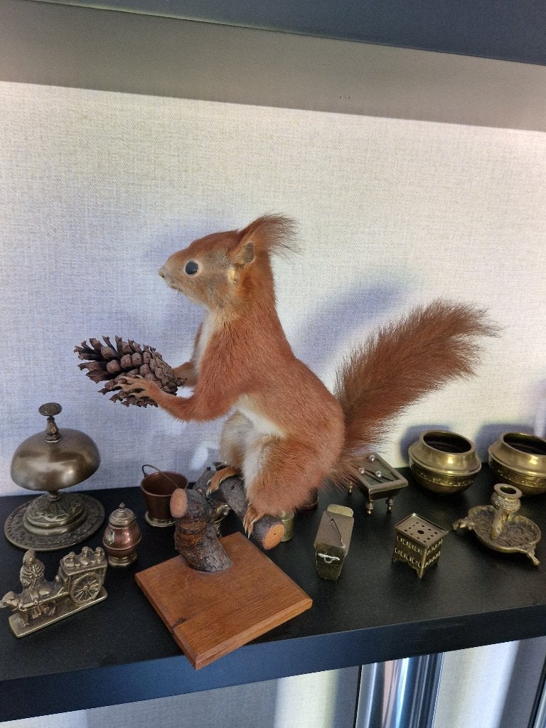 Eekhoorn Taxidermi Opgezet, Ophalen, Gebruikt, Wild dier, Opgezet dier
