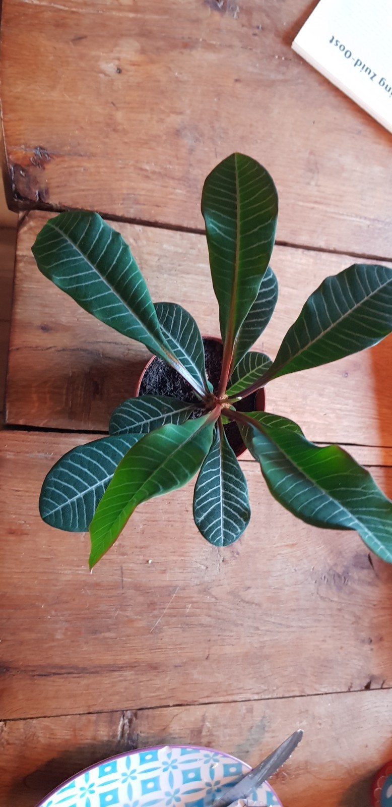 plantje, Ophalen, Halfschaduw, Minder dan 100 cm