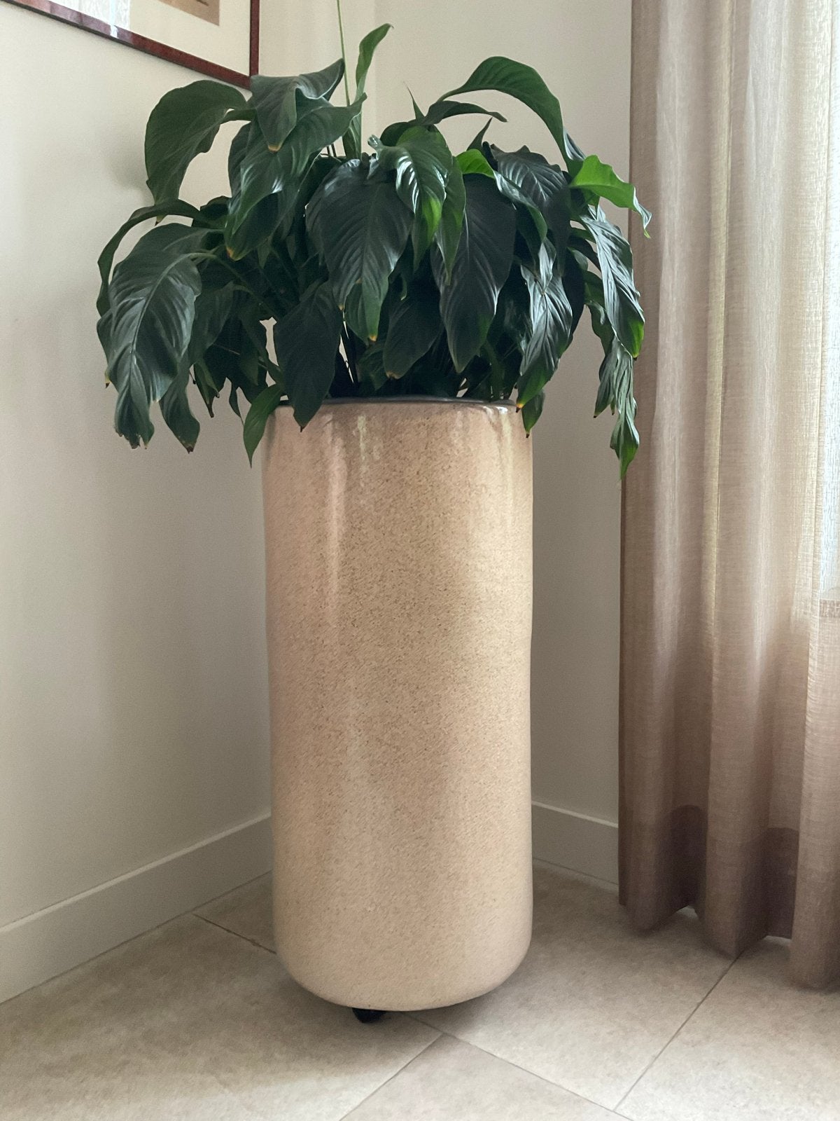 2 Grote Bloempotten met Planten en Wieltjes - 90cm Hoog, Ophalen, Beige