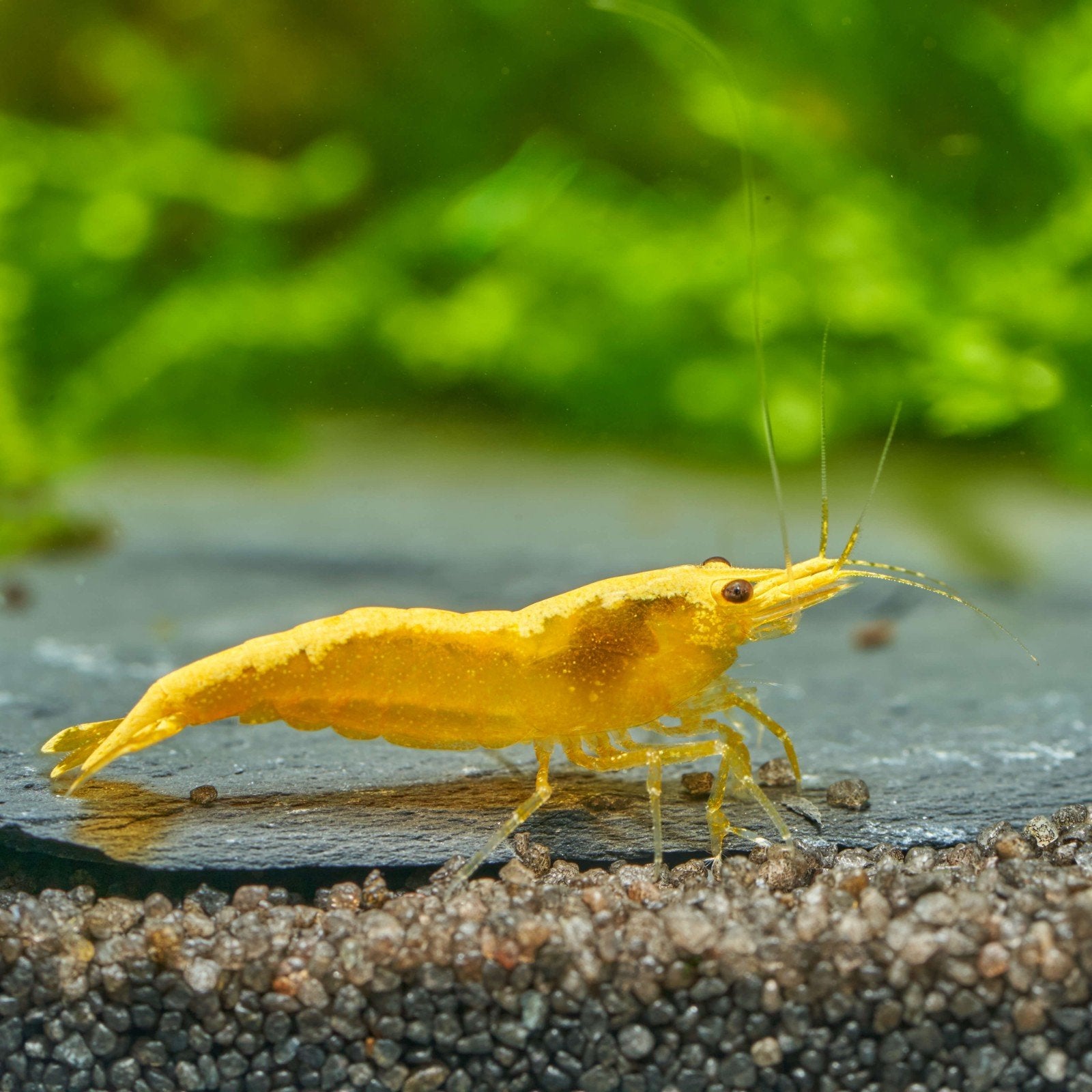 Yellow neon Fire backline neocaridina gele garnalen geel, Kreeft, Krab of Garnaal, Zoetwatervis, Schoolvis