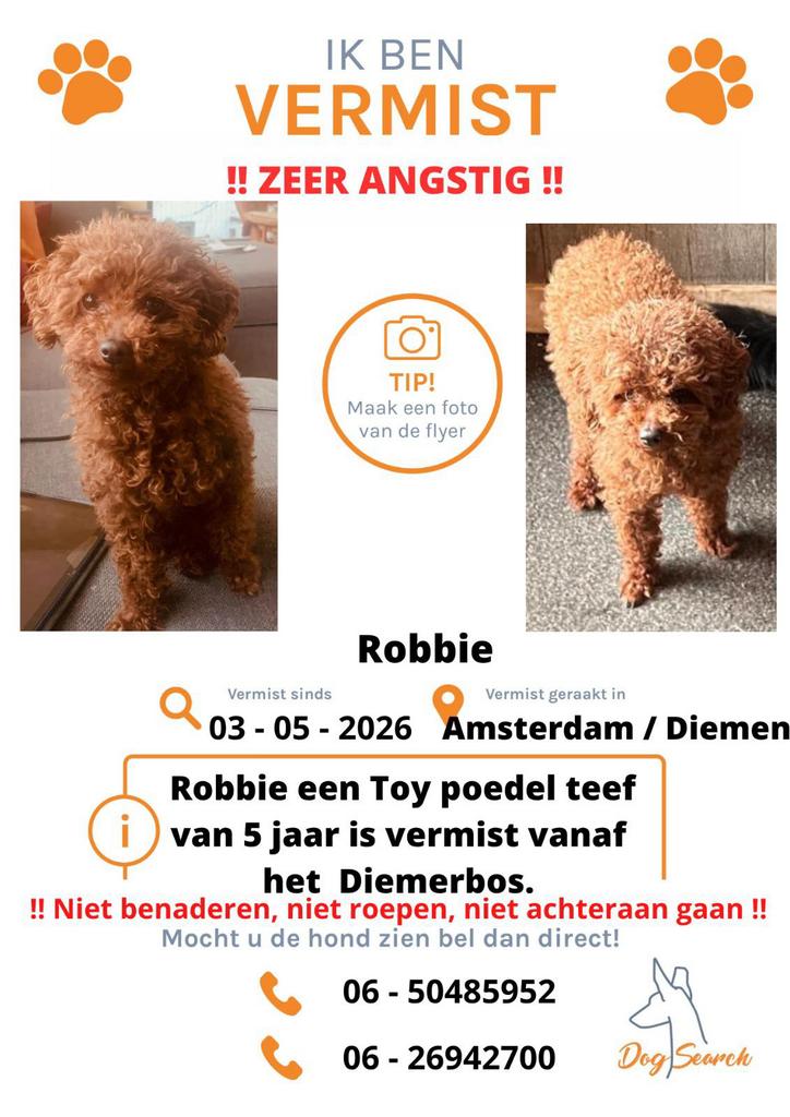 Toy poedel vermist, Dieren en Toebehoren, Hond
