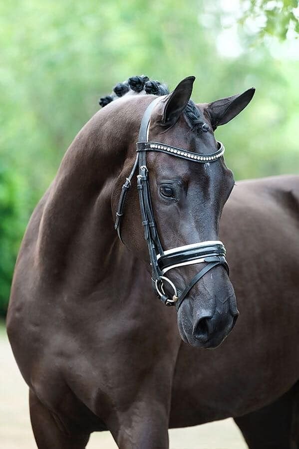 Prachtige zwarte dressuur merrie (Dundee M x Voice), Merrie, Z, Dressuurpaard, 11 jaar of ouder