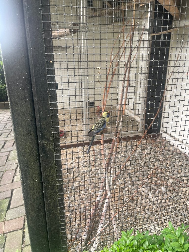 Rosella, Vrouwelijk, Parkiet, Geringd