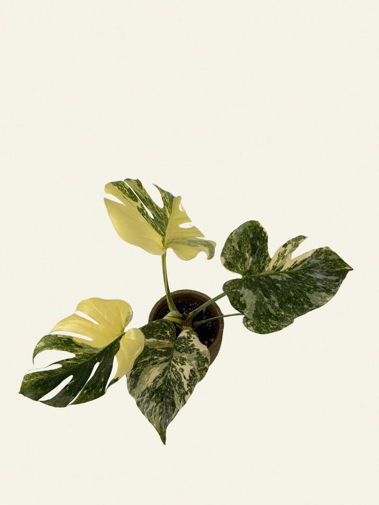Monstera Creme Brulee, Ophalen of Verzenden, Halfschaduw, Minder dan 100 cm