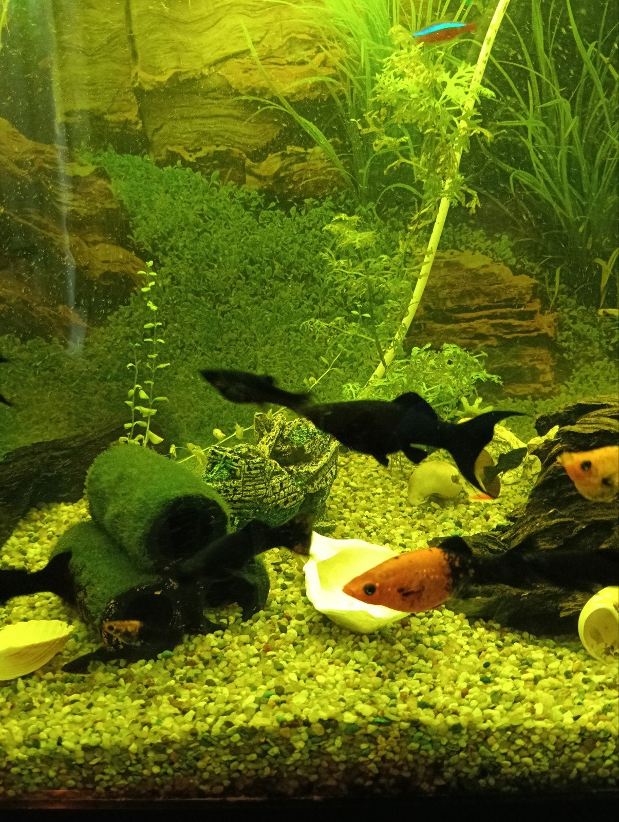 Bijzondere Black Mollies met sluierstaart middelmaat, Vis