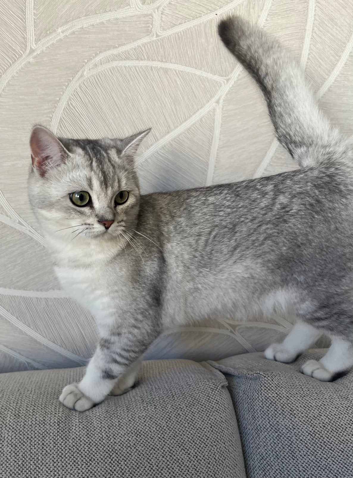 Prachtig Brits korthaar kitten katertje met stamboom, Dieren en Toebehoren, Kater, Ontwormd