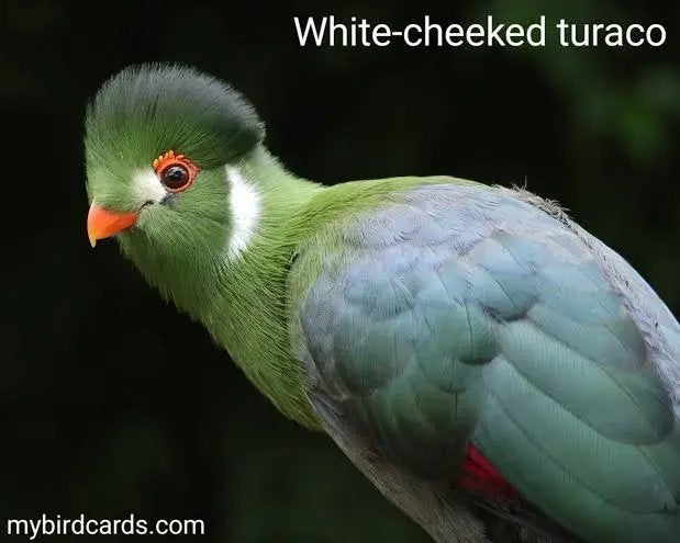 Witwang toerako, Dieren en Toebehoren