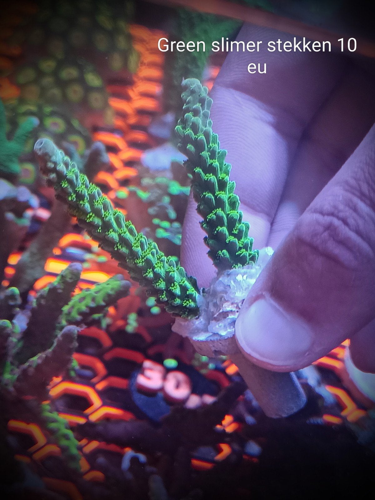 Green slimer acropora stekken, Dieren en Toebehoren, Vissen | Aquariumvissen, Zoutwatervis
