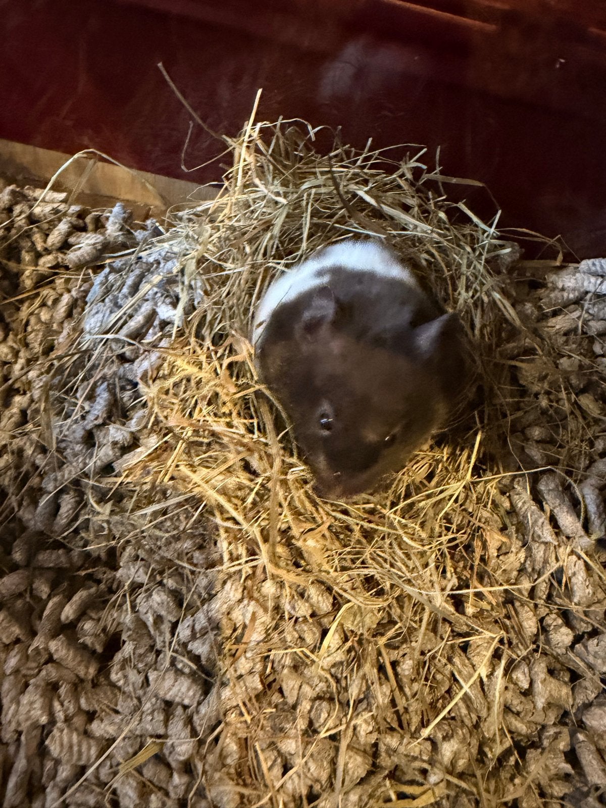 Dwerg hamers en kooi, Dieren en Toebehoren, Hamster, Juli, Vrouwelijk, Tam