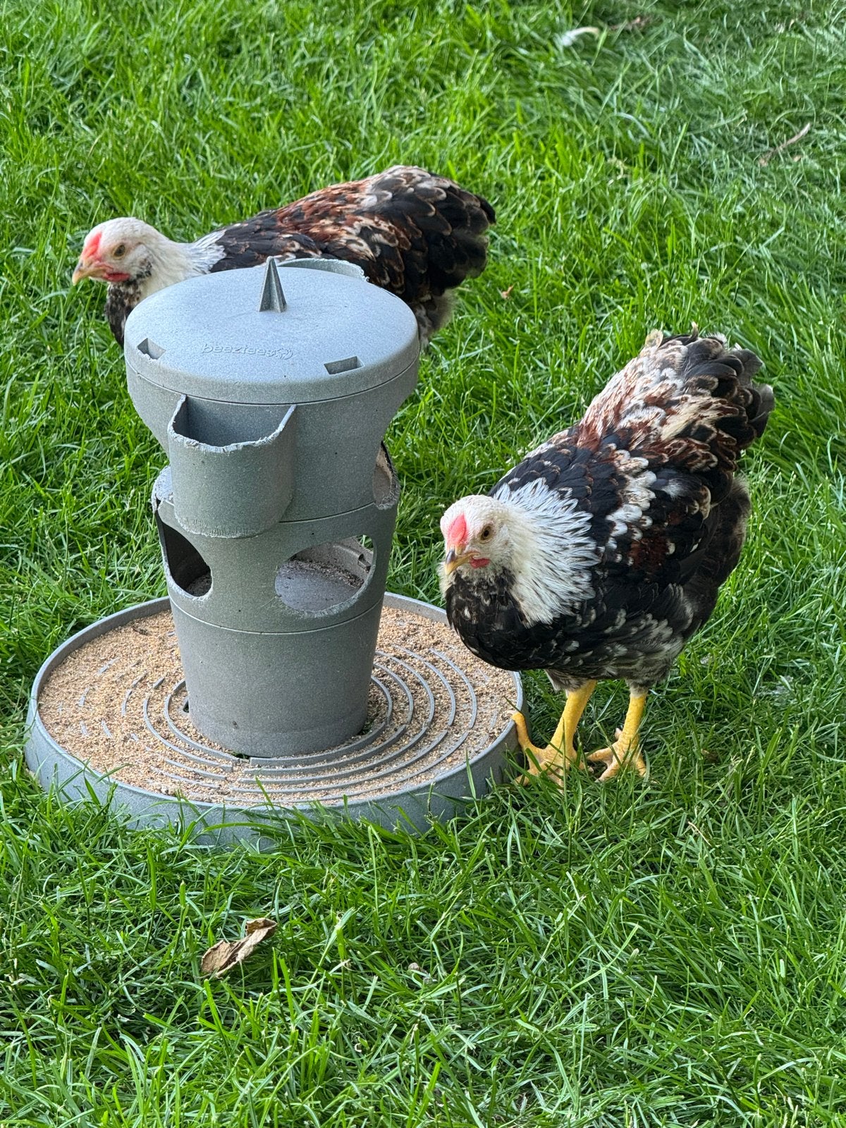 Wyandotte kriel kuikens haantjes, Dieren en Toebehoren, Mannelijk, Kip
