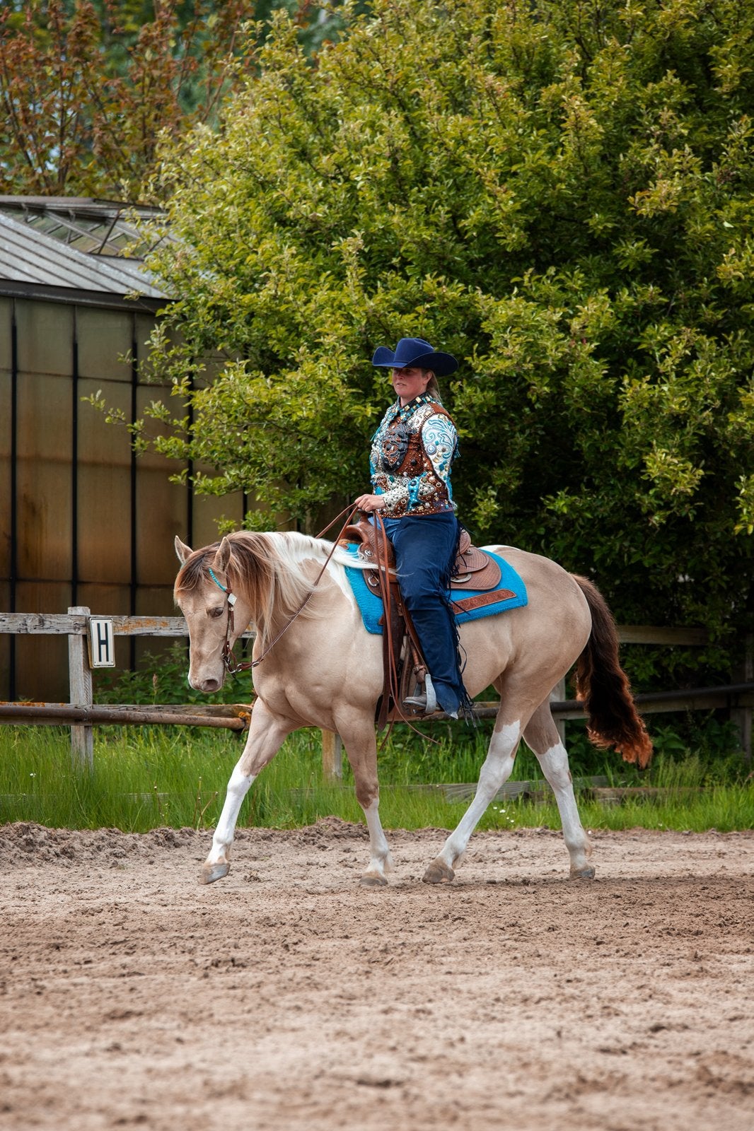 APHA Paint horse Champange tobiano merrie te koop, Dieren en Toebehoren, Paarden, Merrie, Minder dan 160 cm, Met stamboom, Niet van toepassing