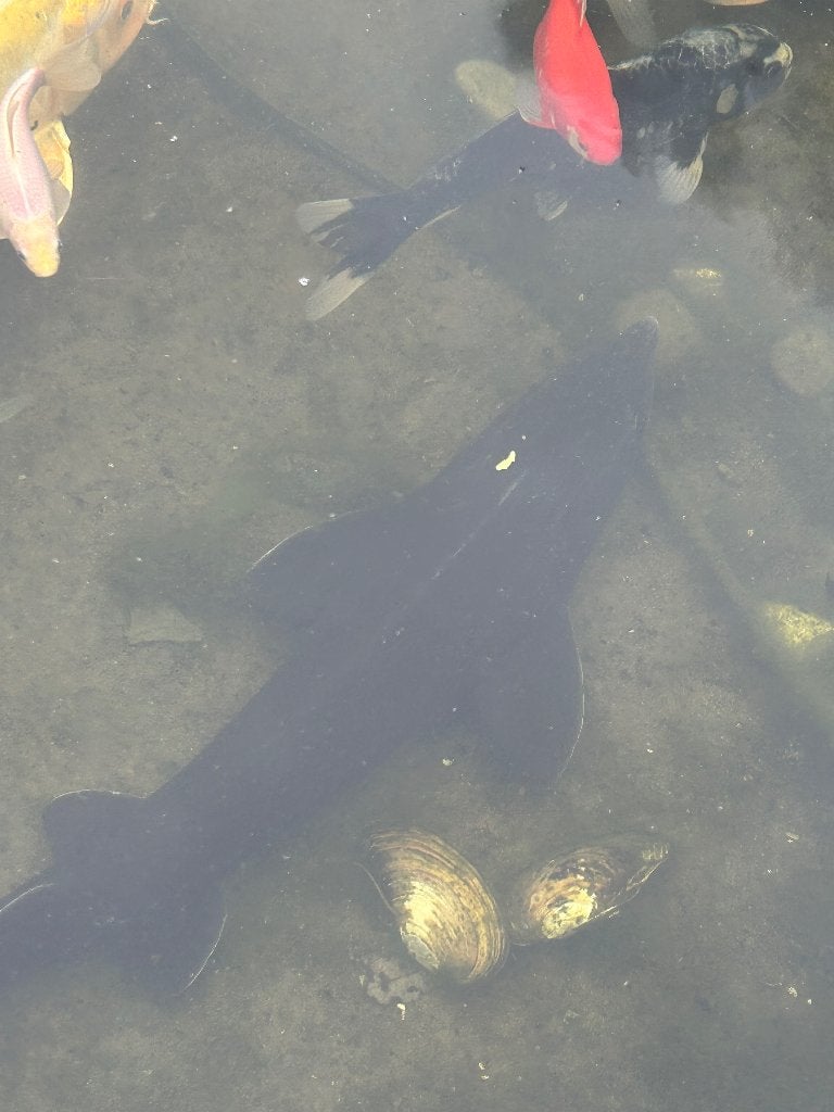 Steur Van ongeveer 70 cm 80 cm te koop, Dieren en Toebehoren, Vissen | Vijvervissen, Steur