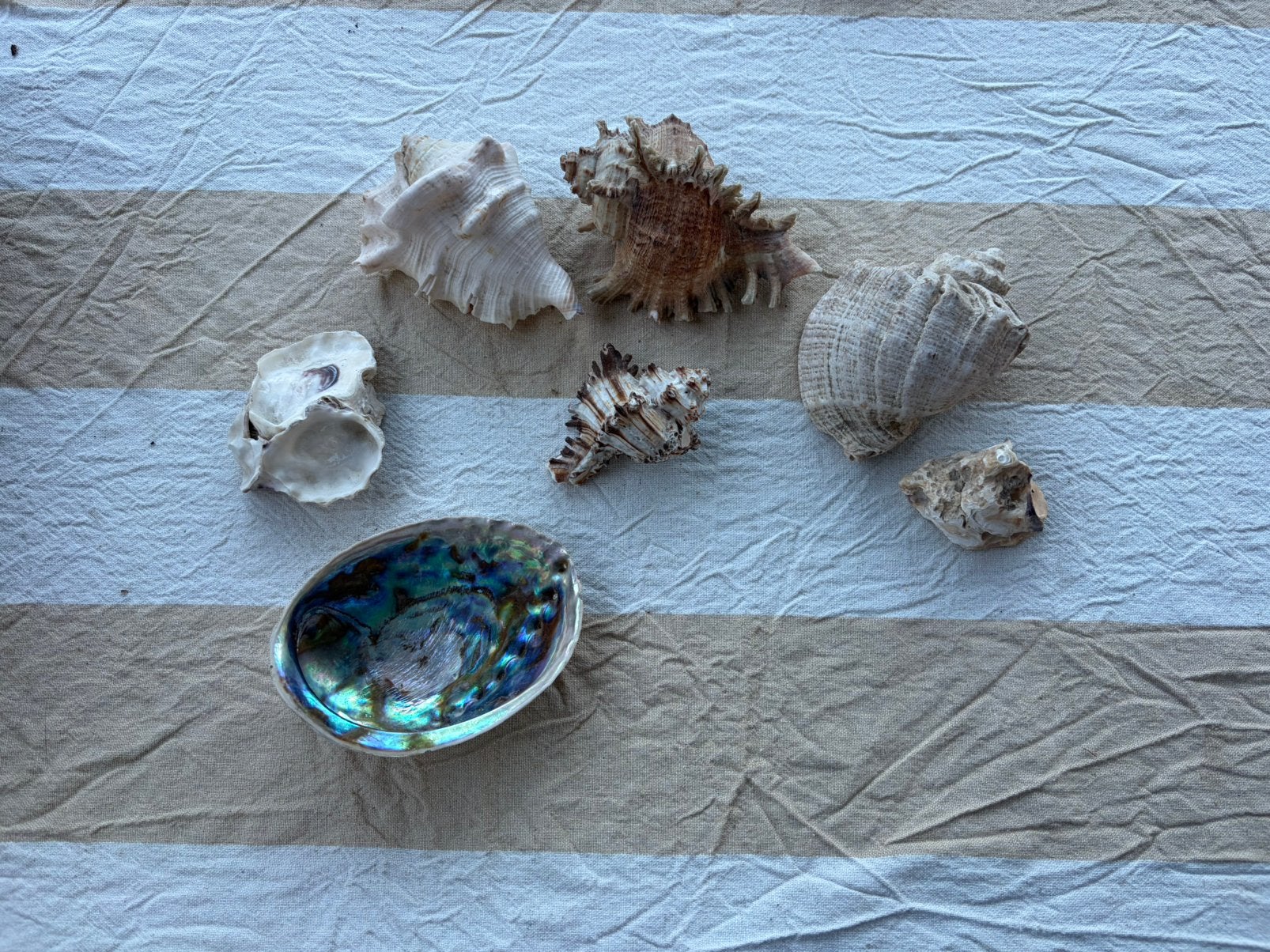 Mooie verzamelijk van edelstenen, schelpen en fossielen, Ophalen, Schelp(en)