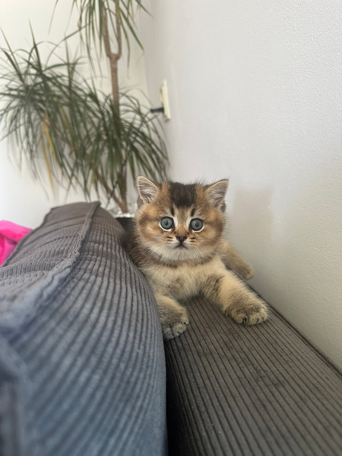 Brits Korthaar kittens - Black Golden Shaded, Dieren en Toebehoren, Meerdere dieren, Gechipt, 0 tot 2 jaar