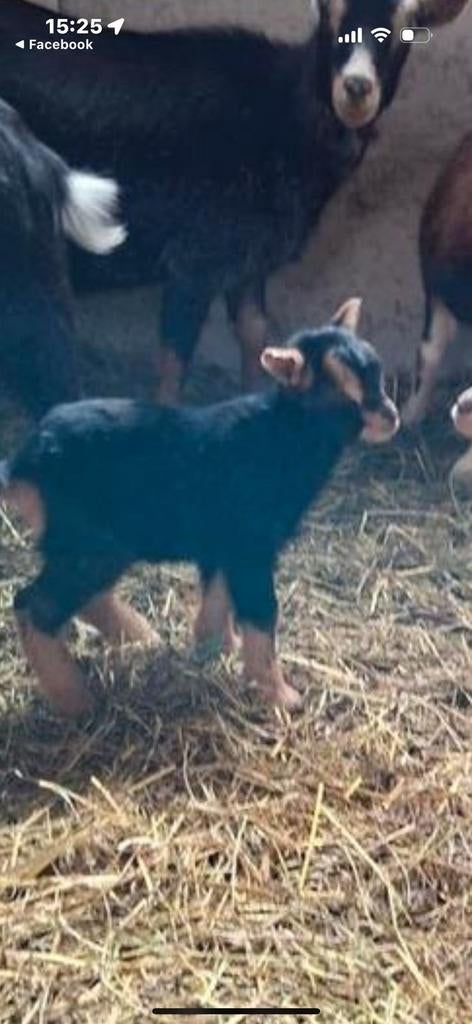 Dwerggeitjes  verschillende kleuren en leeftijden, Meerdere dieren, Schaap