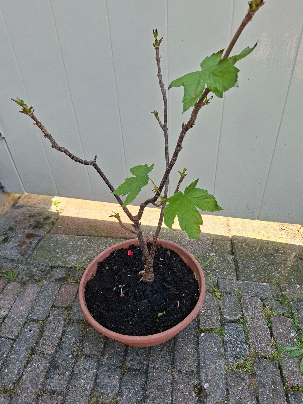 Bonsai in schaal, Ophalen, Bloeit niet, Halfschaduw, Overige soorten