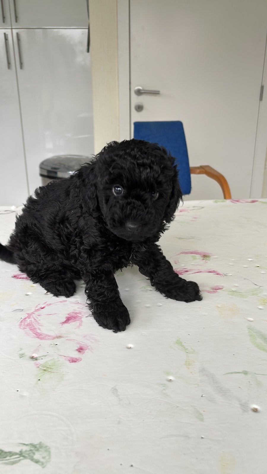 Poedel middenslag, België, Particulier, 8 tot 15 weken, Parvo