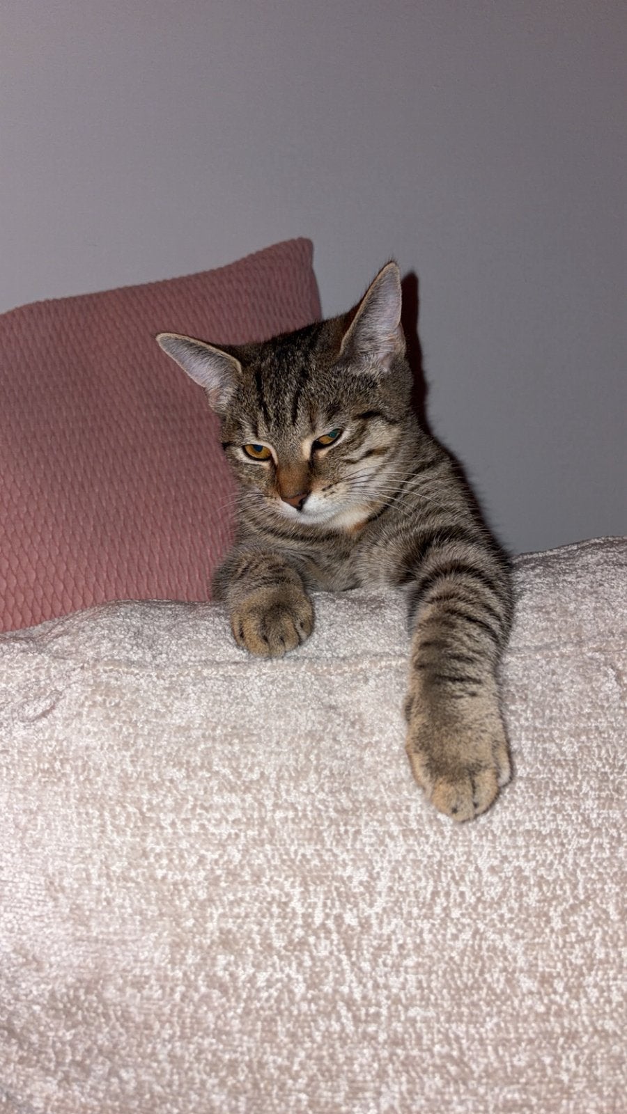Kitten van bijna 6 maanden, Dieren en Toebehoren, Poes, Ingeënt