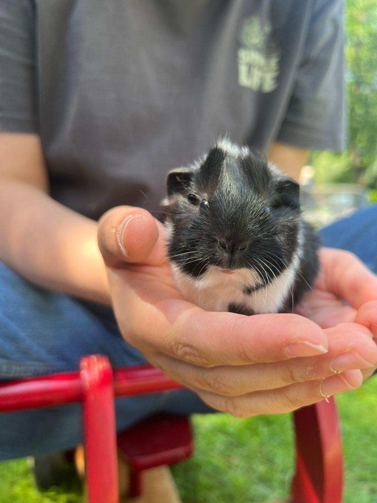 Oreo (Beer), Cavia, Mei, Meerdere dieren, Tam