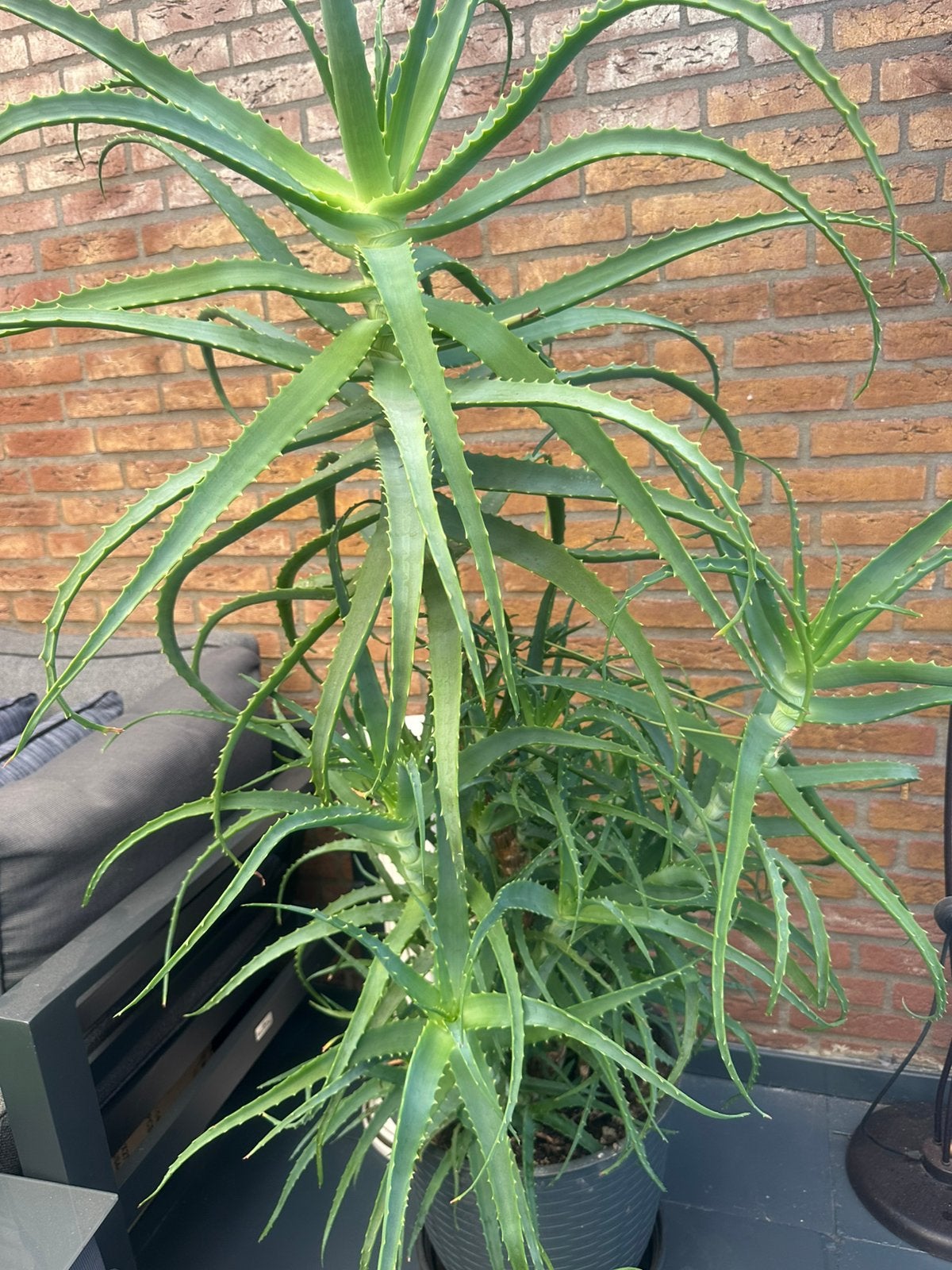 Aloe vera 125cm, Huis en Inrichting, Kamerplanten, Ophalen, Halfschaduw, 100 tot 150 cm