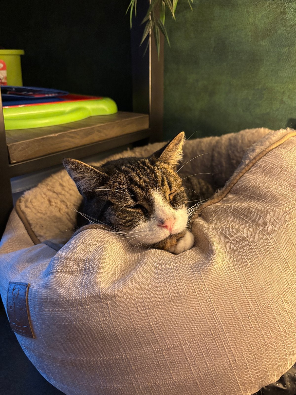 Europese korthaar, Kater