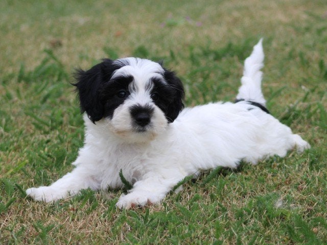 Boomer pups, Nederland, Parvo, Overige rassen, 8 tot 15 weken