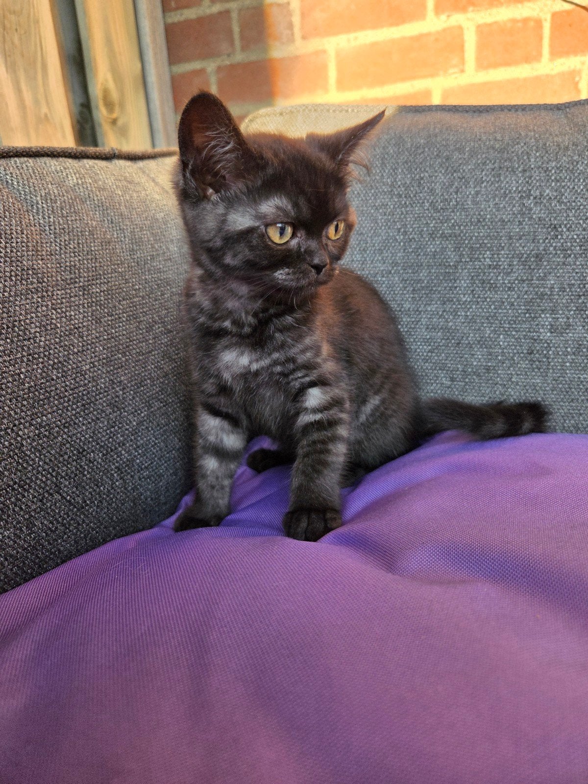 2 britse korthaar zusjes, Poes, Ontwormd, 0 tot 2 jaar