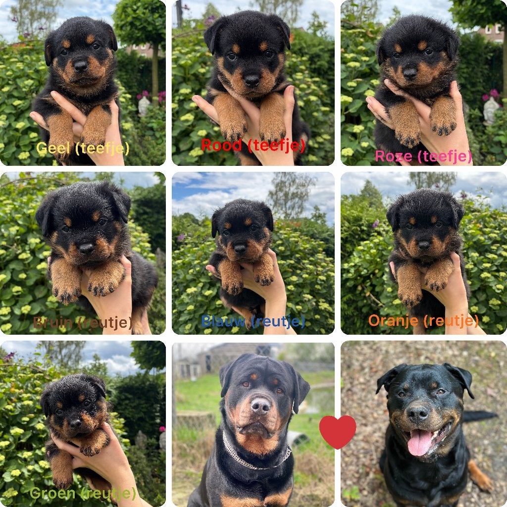 Rottweiler Pups, Parvo, 8 tot 15 weken, Meerdere, Meerdere dieren