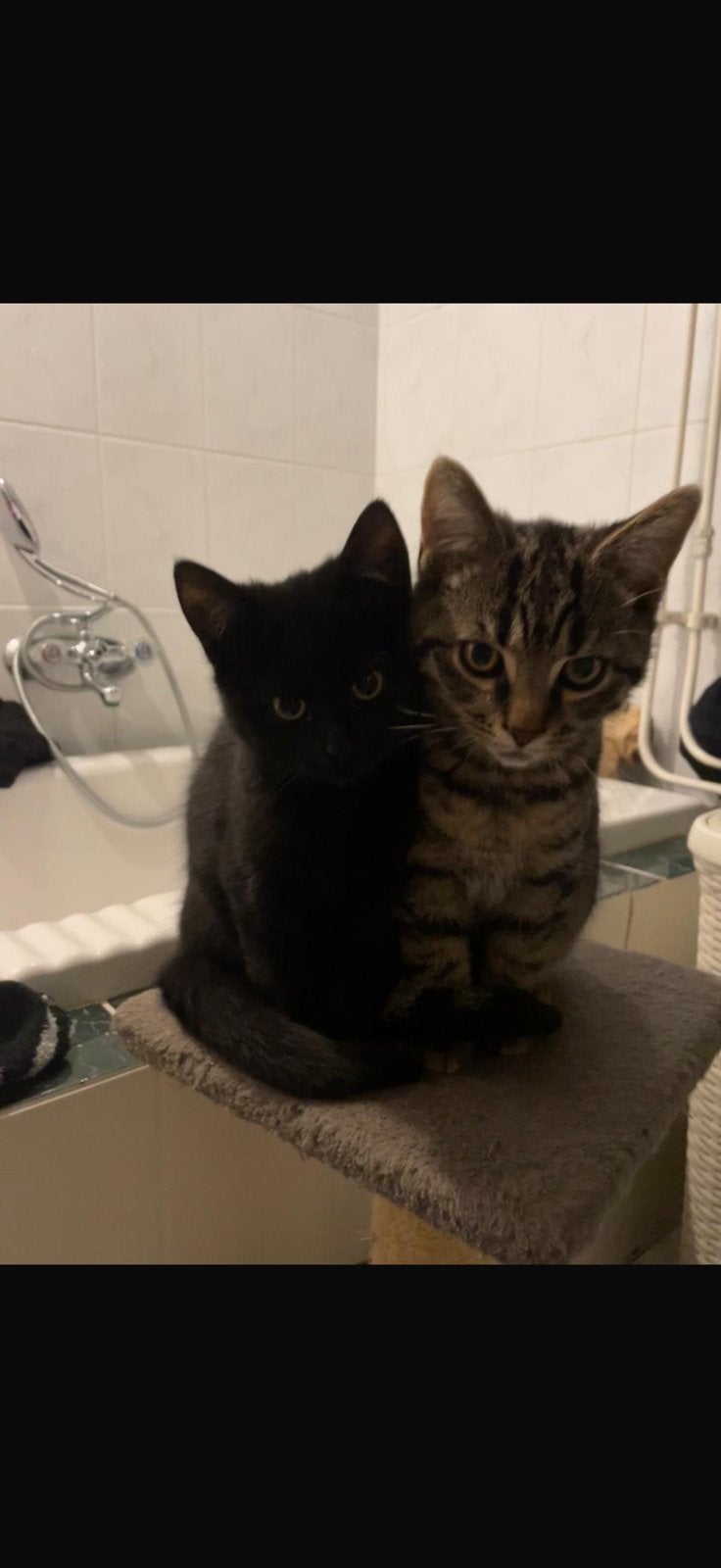 3 super lieve buiten katten, Dieren en Toebehoren, Katten en Kittens | Overige Katten, Meerdere dieren, Kortharig, 6 jaar of ouder