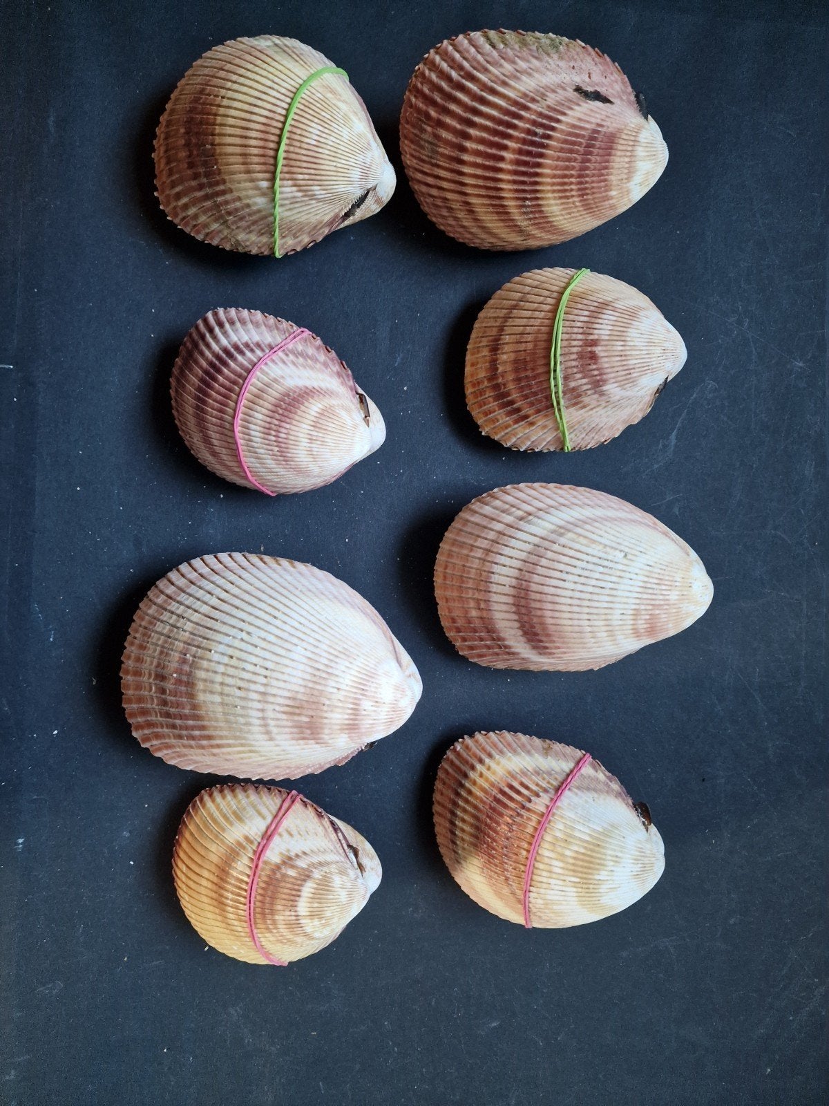 dubbelkleppige schelpen Vasticardium Elongatum Elonga 1,50, Ophalen of Verzenden