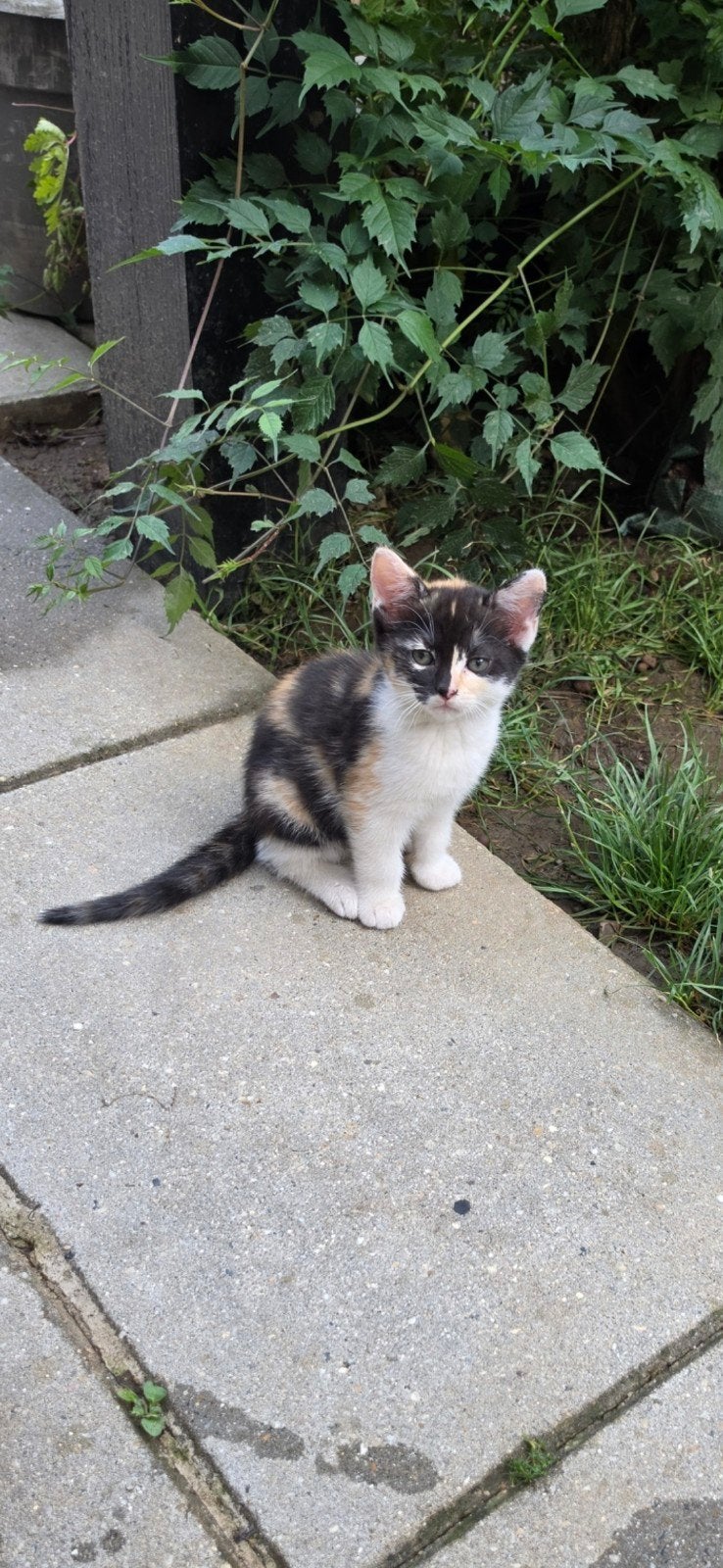 Europese kortharige kittens/ lapjes/rode/witte kleuren, Dieren en Toebehoren, Katten en Kittens | Overige Katten, Meerdere dieren