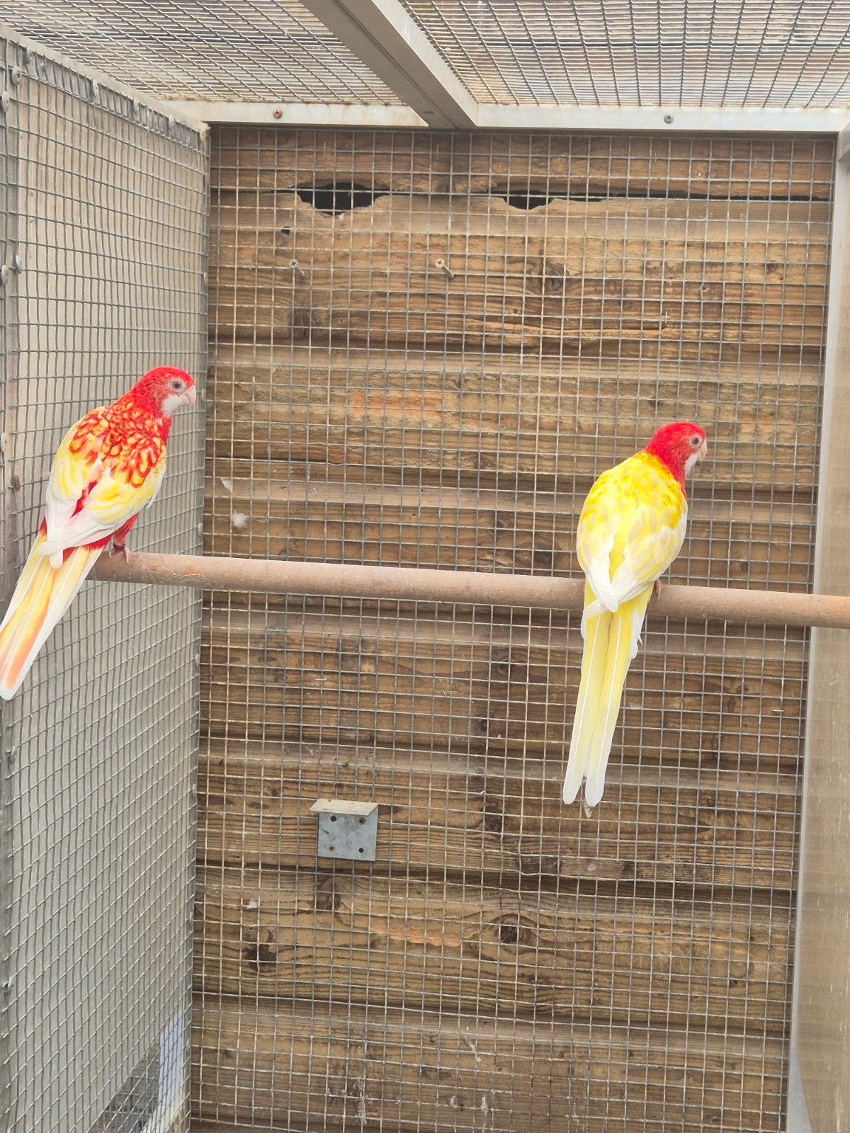 te koop 2 mooie.koppels rozella.s, Dieren en Toebehoren, Meerdere dieren, Parkiet, Geringd