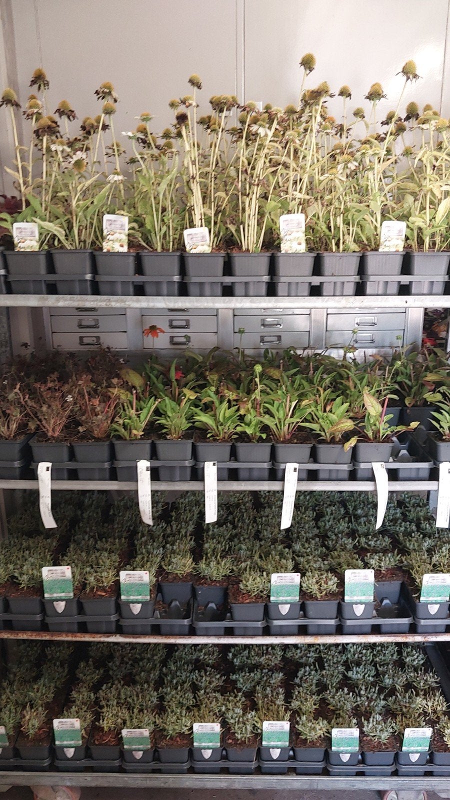 vele vaste planten 1.50 euro per stuk. VANDAAG OPEN, Tuin en Terras, Planten | Tuinplanten, Ophalen, Overige soorten, Volle zon