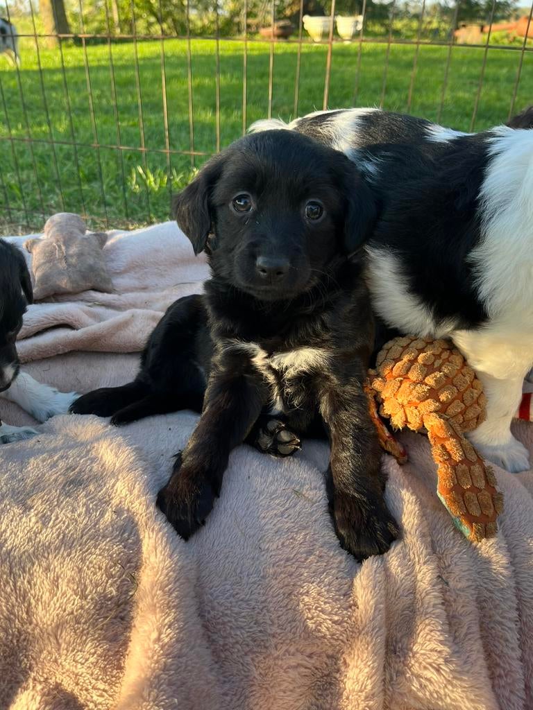 Prachtige Markiesje/Kooikerhondje pups!, Nederland, Parvo, Overige rassen, 8 tot 15 weken
