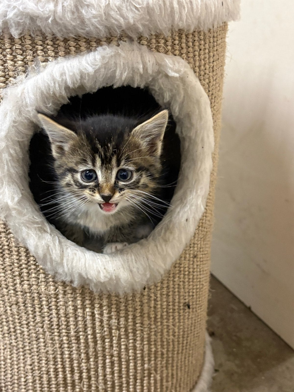 Kittens te koop, Meerdere dieren