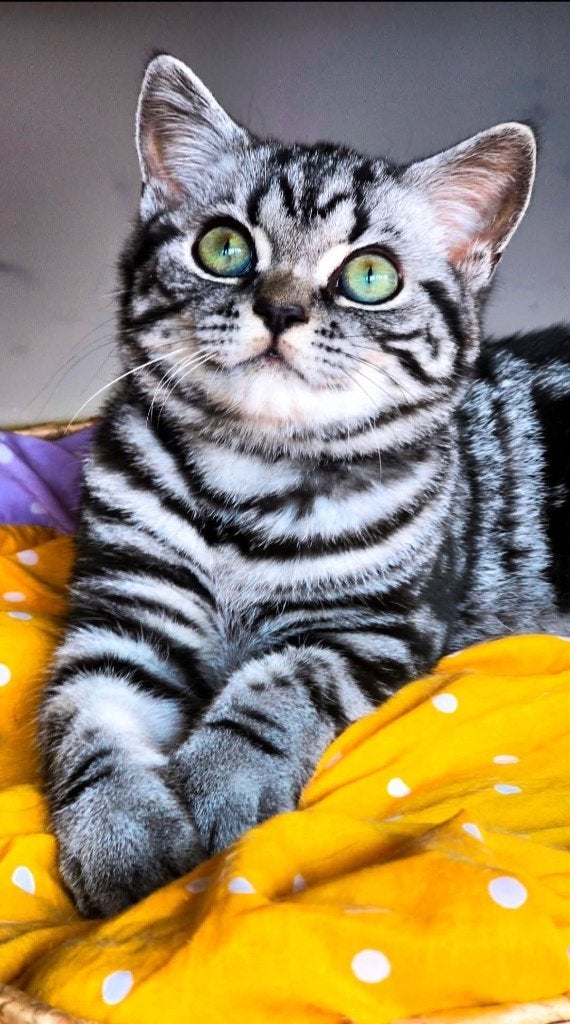 British shorthair Mundikat/FIFe, Dieren en Toebehoren, Poes, Met stamboom, 0 tot 2 jaar