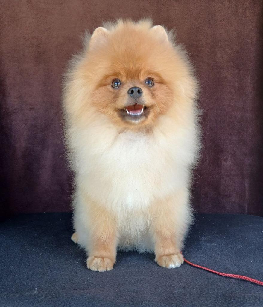 Pomeranian Prins — Pluizig Juweeltje Zoekt Thuis!, Particulier, 15 weken tot 1 jaar, Buitenland, Parvo