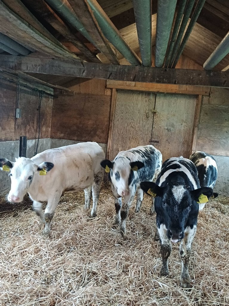 Blauwe kruisling vaarzen, Dieren en Toebehoren, Vrouwelijk
