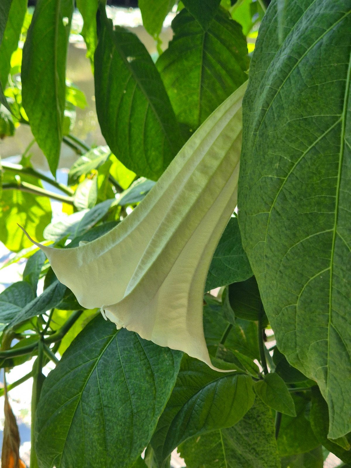 Witte Brugmansia - Engelentrompet 1 meter breed, Tuin en Terras, Planten | Tuinplanten, Volle zon, Vaste plant, Zomer, Ophalen