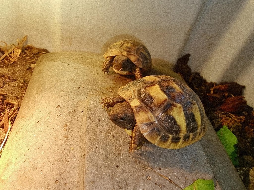 Griekse landschildpadden NK26 Tortoise photo 3