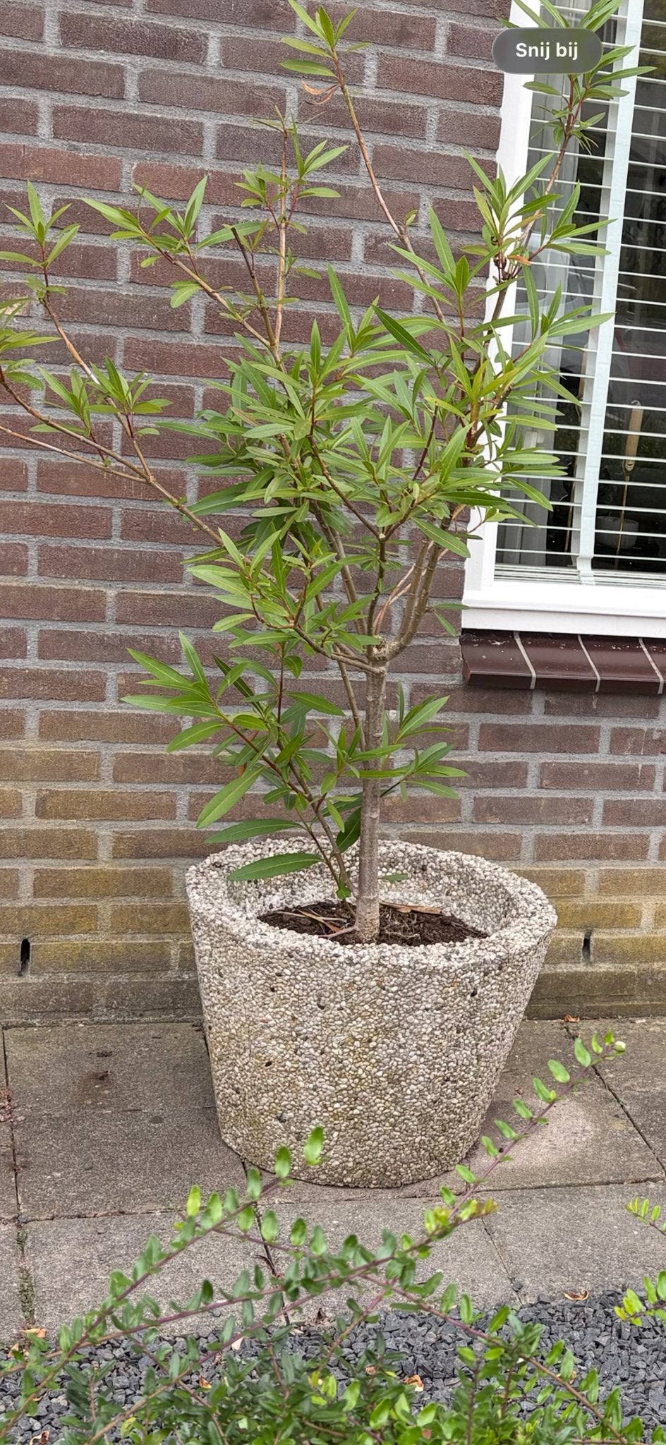Grote betonnen bloempot met plant, Ophalen, Gebruikt, Balkon, 40 cm of meer